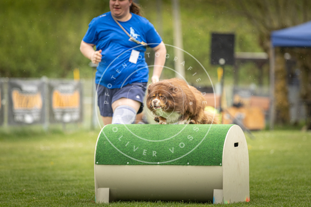 Pfotenfotografie_DV3A3142 | Hundefotografie, Tierfotograf, Pfotenfotografie, Fotoshooting Hund, Hunde Portrait, Hundesport, Hundeportraits, Heideshooting, Hunde, Sportfotograf, Hundefotograf, Turnierhundsport, THS,  - Realisiert mit Pictrs.com