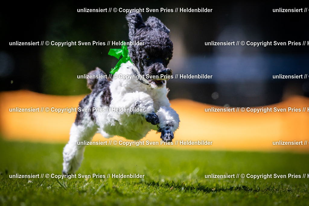 Sven Pries | 2025-08-10 - Hunderennen Durlach - Realisiert mit Pictrs.com