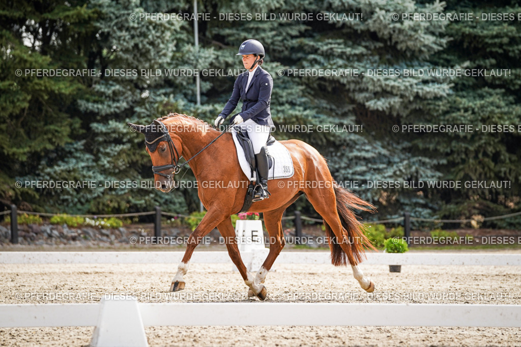 DSC07513 | Pferdegrafie