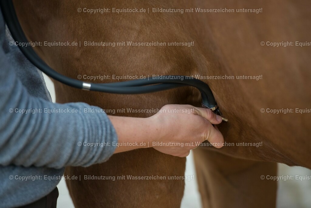 20180516_Vitalfunktionen_Pferd_0011 | equistock