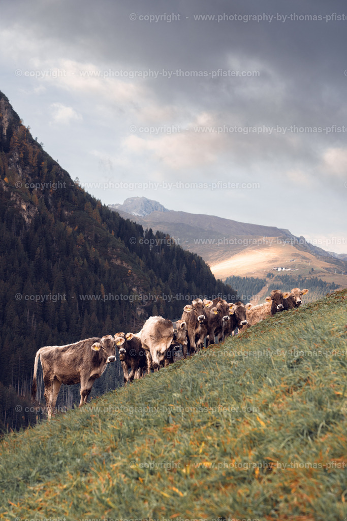 Kühe Tux copyright  Thomas Pfister-2 | PHOTOGRAPHY BY THOMAS PFISTER