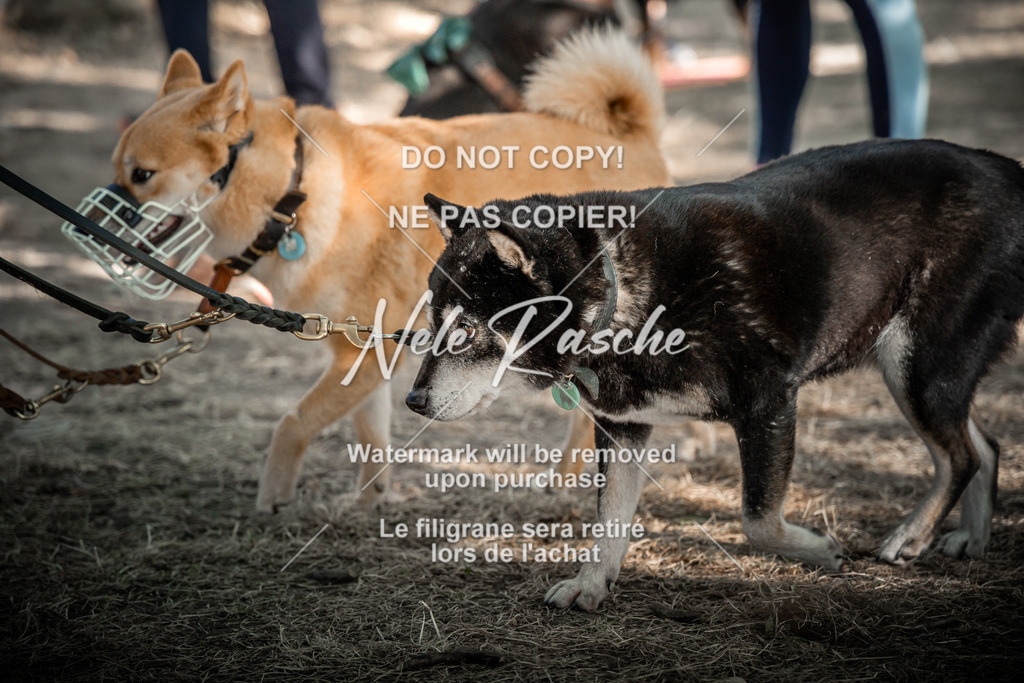 nelerasche_slaw24Sa_204 | nelerasche