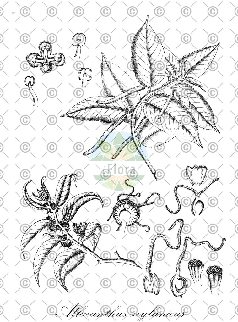 HistAbb_wfo-0000525976_1_ENZY_Simple | Historische Abbildung von Allaeanthus zeylanicus - Moraceae | Historical Illustration of Allaeanthus zeylanicus - Moraceae