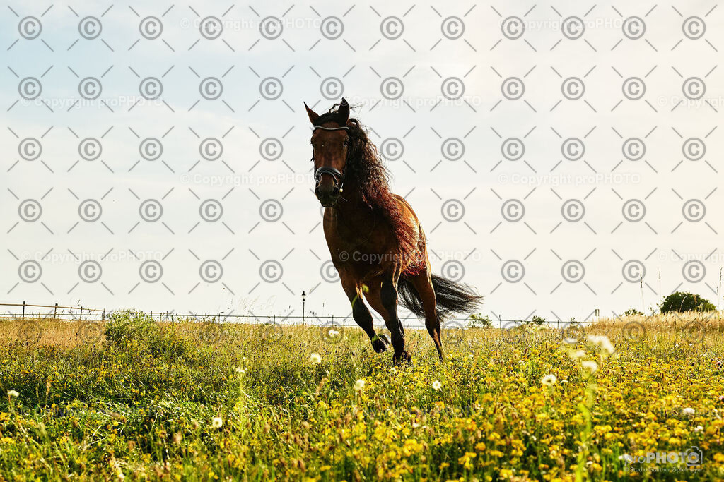 400_202406_Niki-Herodes_NZ9_0420 | proPHOTO - Realisiert mit Pictrs.com