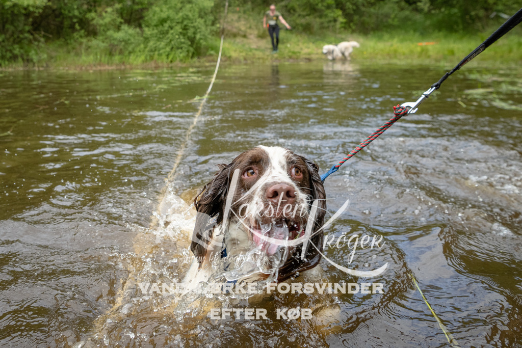 1104DKK994087 | kk-dogfotos