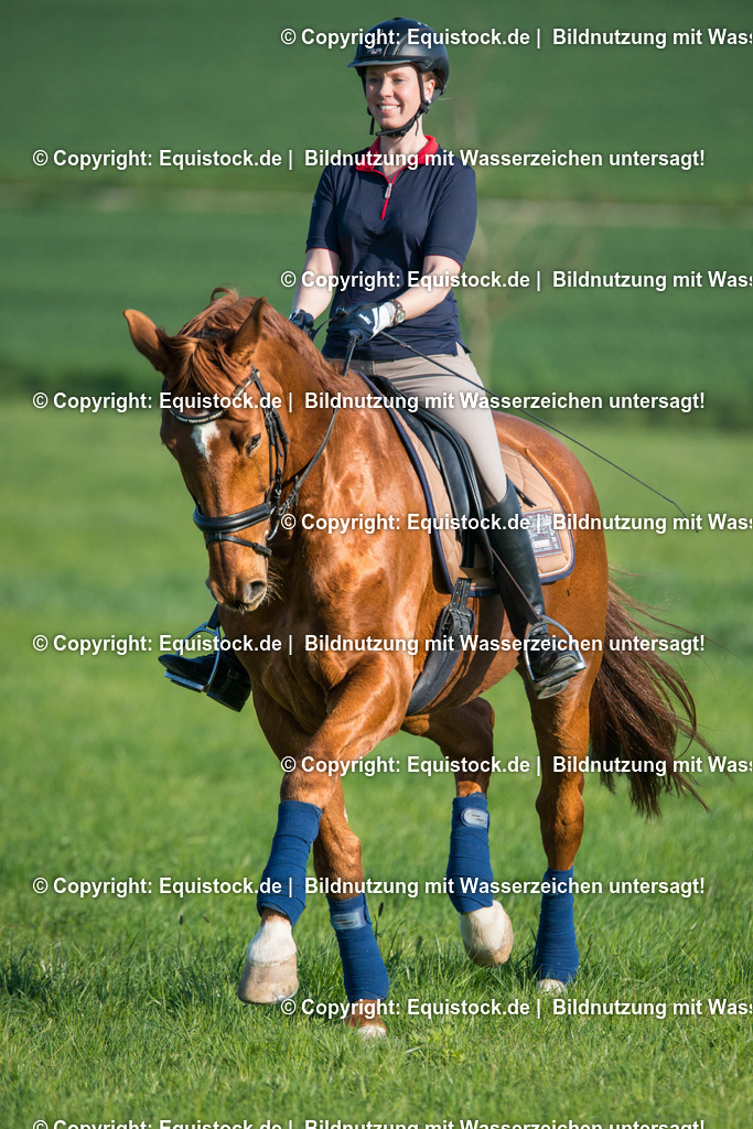 20160411_Fuchs_beim_Ausritt_0001 1 | equistock