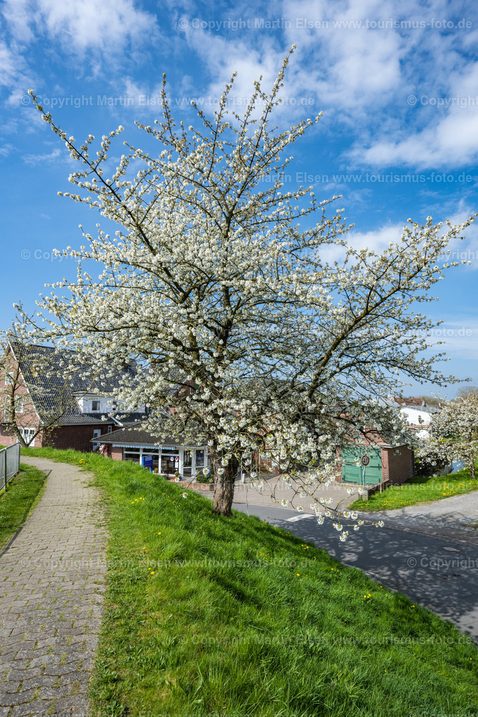 Steinkirchen Fleischerei Düwer Kirschblüte_ELS_9786230423 | Fotos aus den Touristenorten aus Norddeutschland. - Realisiert mit Pictrs.com