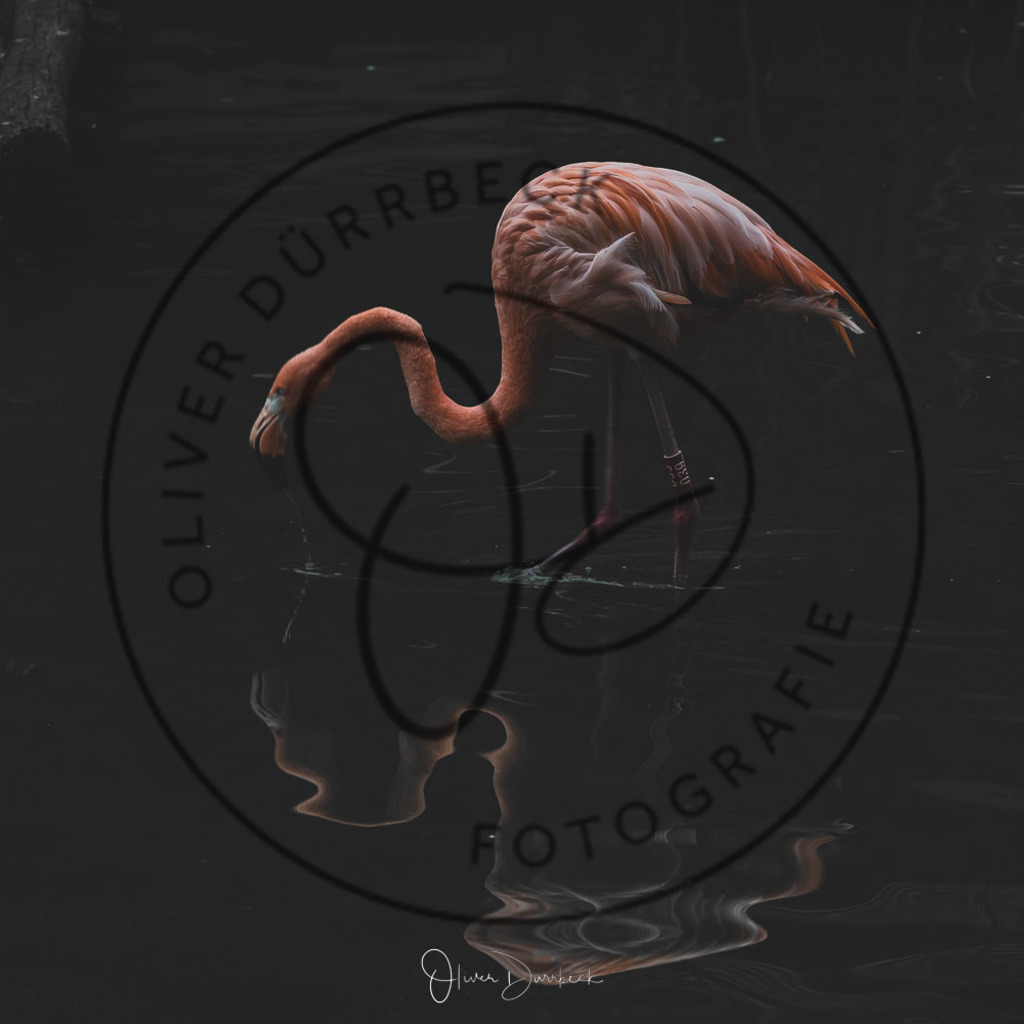 natur-tiere-03 | Shop für Kindergartenfotografie und andere Fotoprodukte von Oliver Dürrbeck Fotografie. - Realisiert mit Pictrs.com