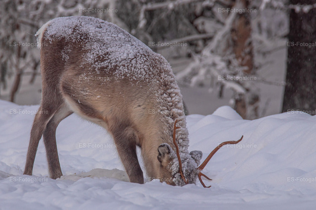 Rentier im Winterwald
