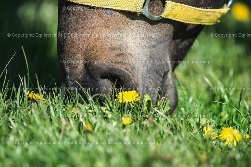 20210426_Pferd-auf-Koppel_0077 | equistock