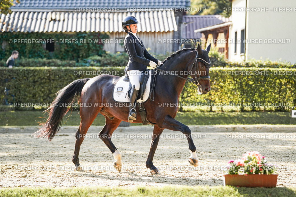 DSC06331 | Pferdegrafie