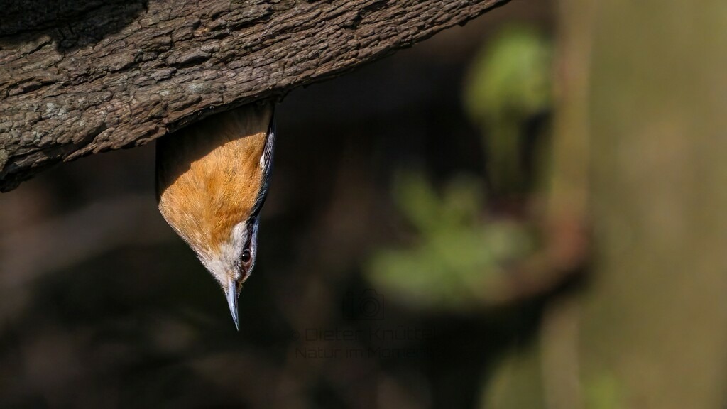 P1004088-Bearbeitet-2024-LR | Natur im Moment - Realisiert mit Pictrs.com