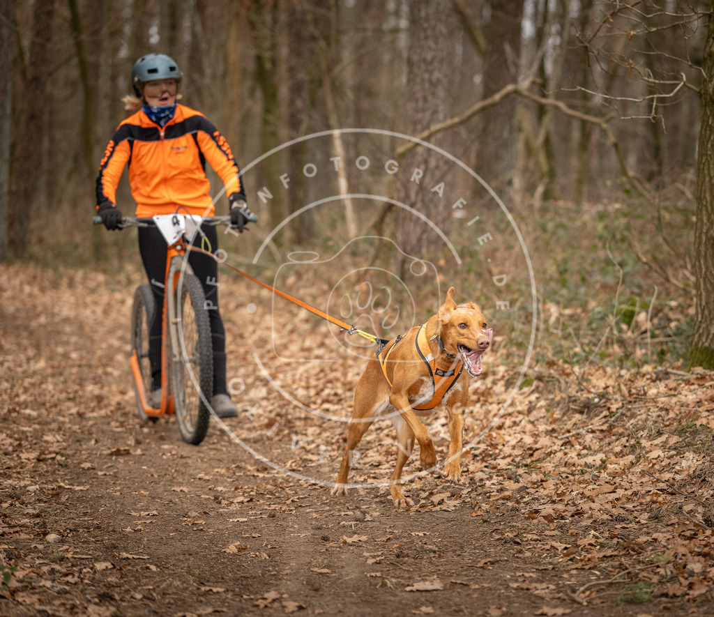 Pfotenfotografie_DV3A0786 | Hundefotografie, Tierfotograf, Pfotenfotografie, Fotoshooting Hund, Hunde Portrait, Hundesport, Hundeportraits, Heideshooting, Hunde, Sportfotograf, Hundefotograf, Turnierhundsport, THS,  - Realisiert mit Pictrs.com