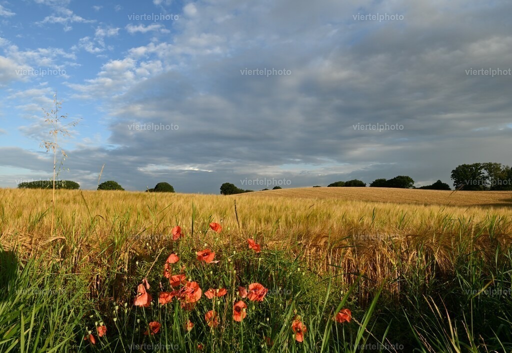 Mohnblumen | Motiv mit Rahmen - Realisiert mit Pictrs.com