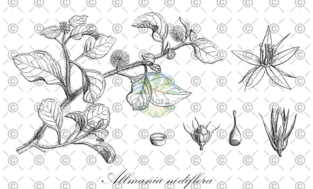 HistAbb_wfo-0000526239_1_ENZY_Simple | Historische Abbildung von Allmania nodiflora - Amaranthaceae | Historical Illustration of Allmania nodiflora - Amaranthaceae