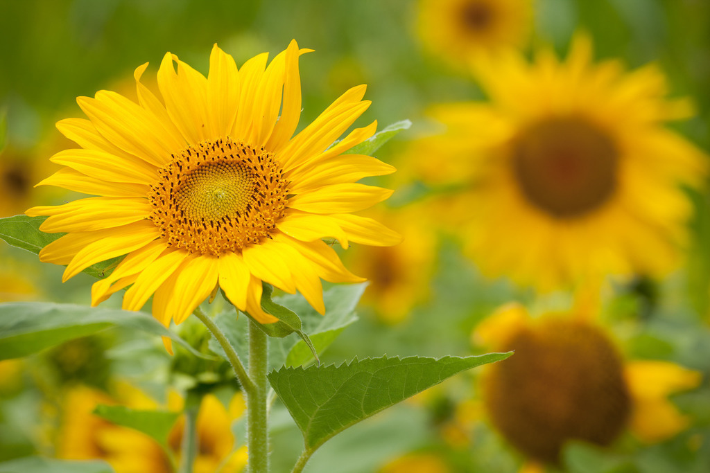210804-444 | Europa, DEU, Deutschland, Baden-Wuerttemberg, Schwaebische Alb, Bissingen an der Teck, Sonnenblume (Helianthus annuus), Agrarlandschaft, Sonnenblumenfeld, Bluete, Bluetenkorb, Landwirtschaft, Landwirtschaftlich, Agrar, Agrarwirtschaft, Natur, Naturfoto, Naturfotos, Naturfotografie, Naturphoto, Naturphotographie, Landschaft, Landschaften, Landschaftsfoto, Landschaftsfotografie, Landschaftsphoto, Landschaftsphotographie, 

[Fuer die Nutzung gelten die jeweils gueltigen Allgemeinen Liefer-und Geschaeftsbedingungen. Nutzung nur gegen Verwendungsmeldung und Nachweis. Download der AGB unter http://www.image-box.com oder werden auf Anfrage zugesendet. Freigabe ist vorher erforderlich. Jede Nutzung des Fotos ist honorarpflichtig gemaess derzeit gueltiger MFM Liste - Kontakt, Uwe Schmid-Fotografie, Duisburg, Tel. (+49).2065.677997, ..archiv@image-box.com, www.image-box.com] - Realisiert mit Pictrs.com