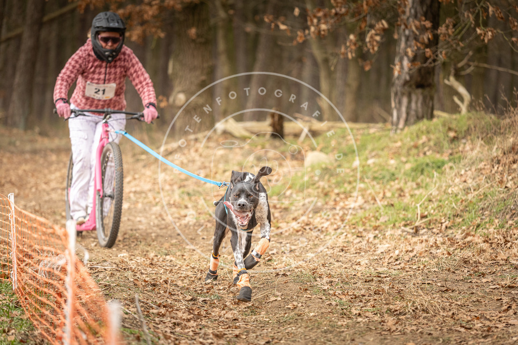 Pfotenfotografie_DV3A4187 | Hundefotografie, Tierfotograf, Pfotenfotografie, Fotoshooting Hund, Hunde Portrait, Hundesport, Hundeportraits, Heideshooting, Hunde, Sportfotograf, Hundefotograf, Turnierhundsport, THS,  - Realisiert mit Pictrs.com