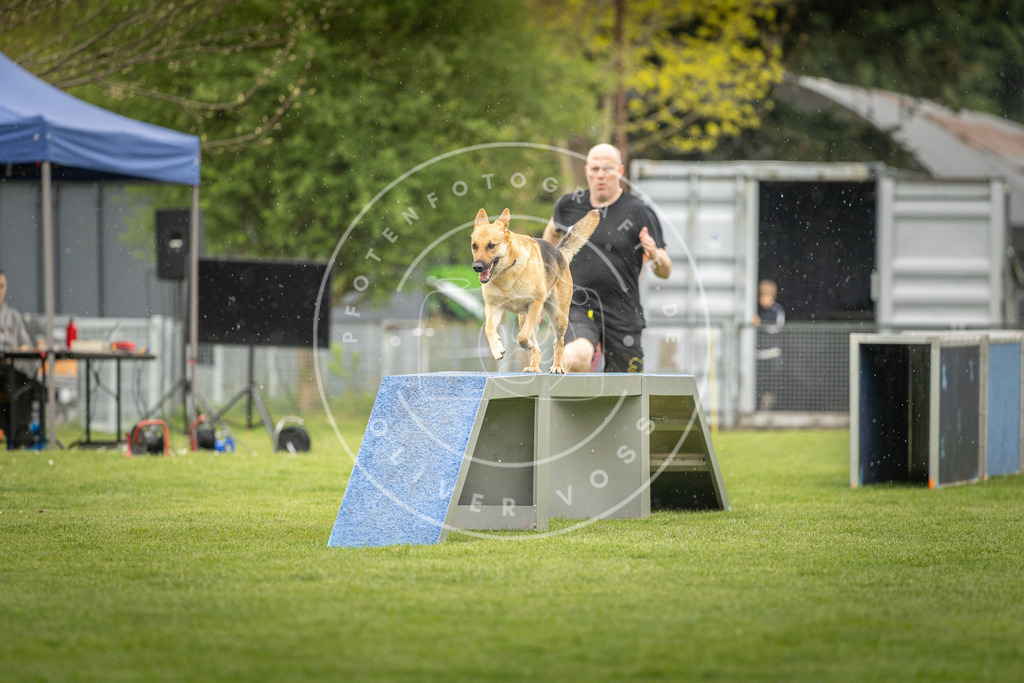 Pfotenfotografie_DV3A3430 | Hundefotografie, Tierfotograf, Pfotenfotografie, Fotoshooting Hund, Hunde Portrait, Hundesport, Hundeportraits, Heideshooting, Hunde, Sportfotograf, Hundefotograf, Turnierhundsport, THS,  - Realisiert mit Pictrs.com
