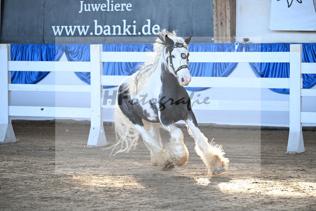 Kat-Nr. 1 Vegas Legend v. Kaulo Mengro of Oz_Zeller_9260014 | hf-fotografie - Realisiert mit Pictrs.com