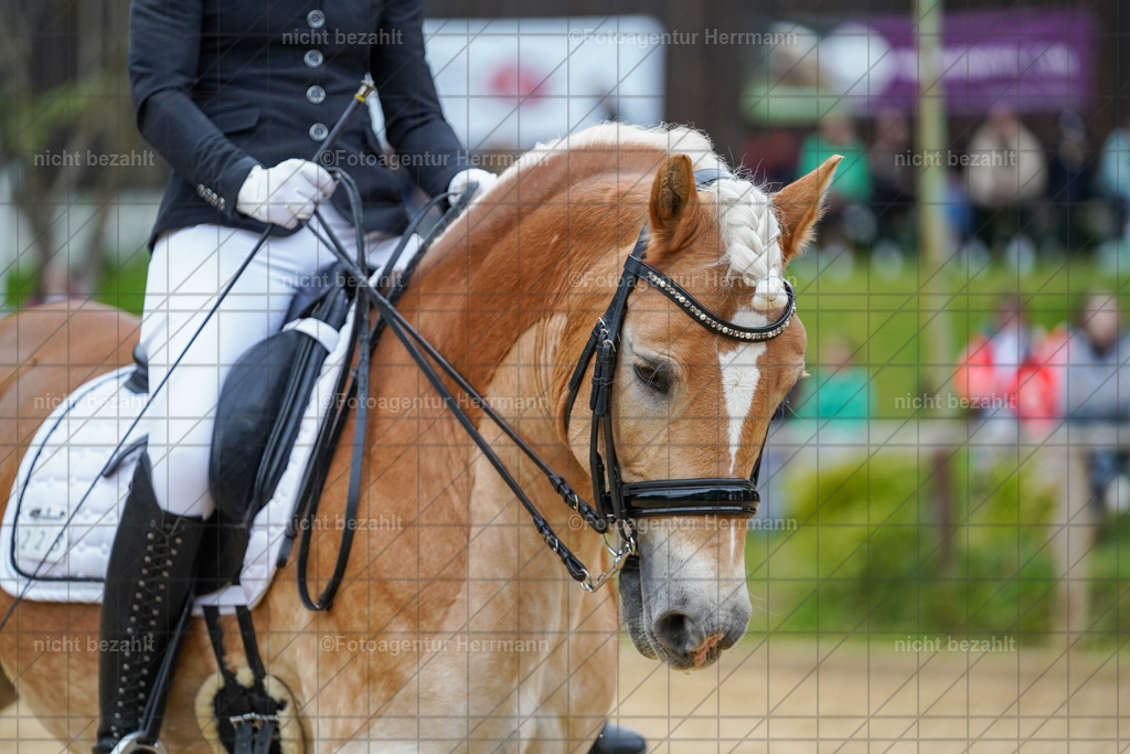 20231007-SN_00816 | Professionelle Turnier- und Reitsportfotografie - mit dem Finger am Auslöser. Pferdebilder aus dem Reitsport von den Turnierfotografen  Bayern , Pferdefotograf Bayern, Pferdeshooting Turnierbilder, Hochzeitsfotograf, Eventfotograf, Hochzeitsbilder