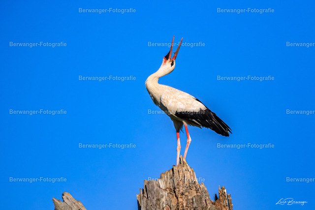 R62_5098_LGO | Berwanger Fotografie | Verschönern Sie Ihr Zuhause mit Natur-, Tier,- oder Stadtmotiven. Auf Leinwand, als Foto und vielen mehr! - Realisiert mit Pictrs.com