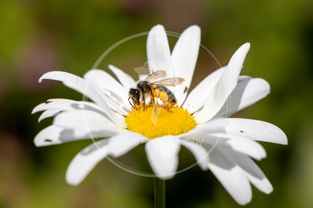 Sommermargerite mit Biene | CoBra Photography - Realisiert mit Pictrs.com