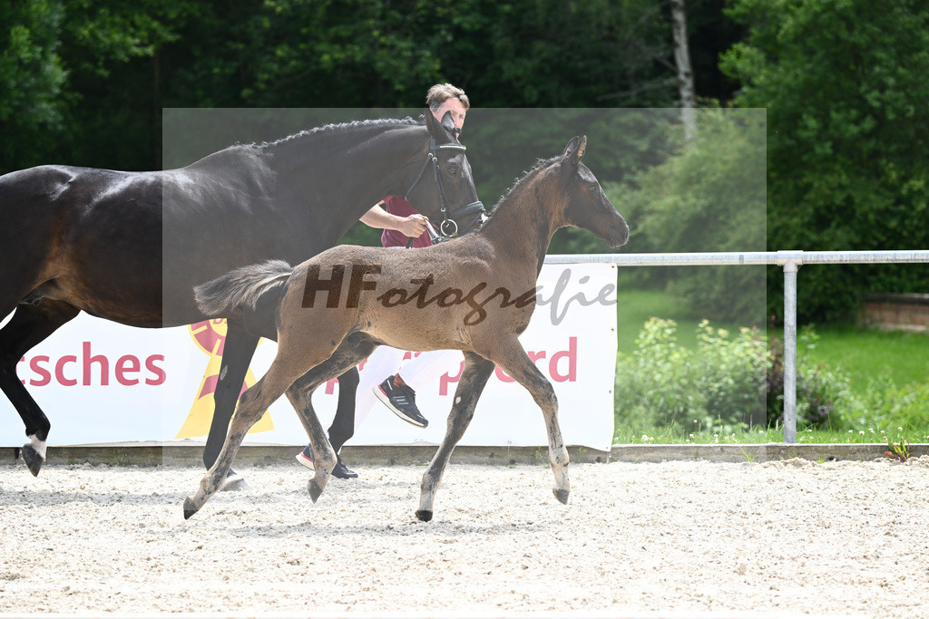Diamant de Plaisir x Stakkato Gold_HF_Joas_20240287 | hf-fotografie - Realizzato con Pictrs.com