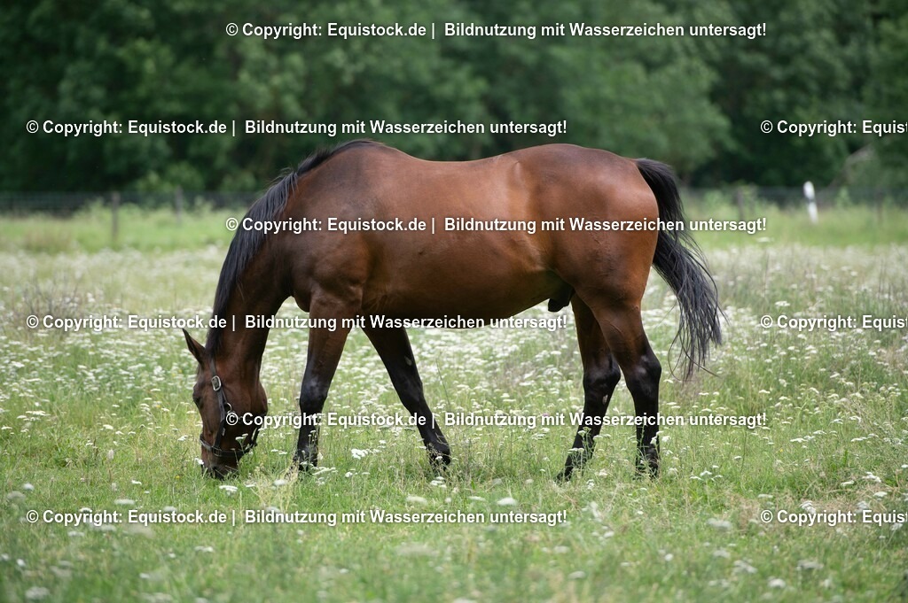 20210712_Pferd-auf-Weide_0003 | Foto: Thomas Hartig