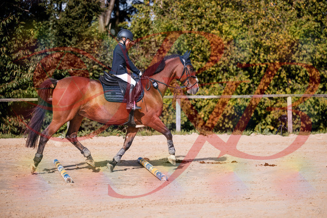 2026_10_03_Siefer-Hof_143735_Z81_06472724 | Professionelle Reitsport-, Turnier- und Eventfotografie von Robert Broda. Galerien mit ausgewählten und bearbeiteten Bildern direkt online ansehen und bestellen.