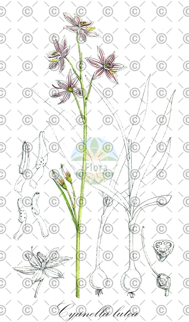 HistAbb_wfo-0001333587_1_ENZY_Simple | Historische Abbildung von Cyanella lutea - Tecophilaeaceae | Historical Illustration of Cyanella lutea - Tecophilaeaceae