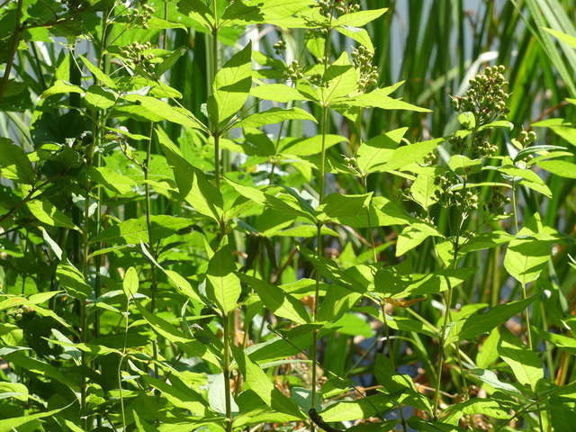 Gewöhnlicher Gilbweiderich 2 | Verkauf von Fotos und  Videoclips zumThema Natur.Motive sind Pflanzen, Tiere, Landschaftenund Wetter - Realisiert mit Pictrs.com