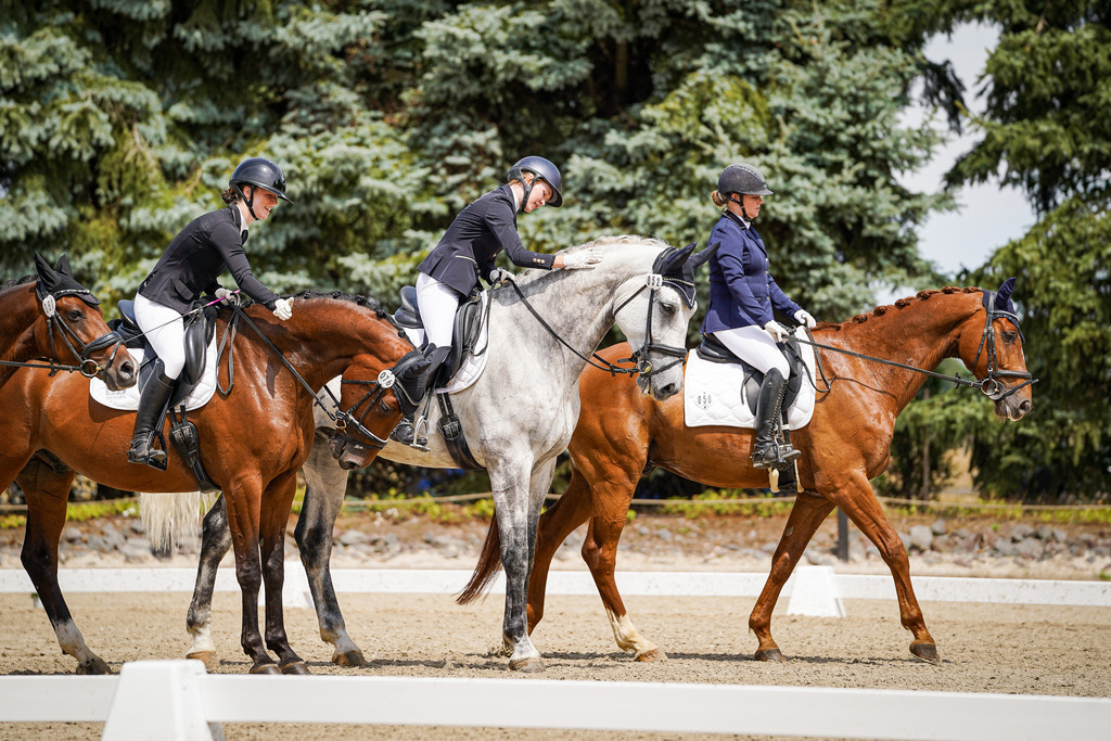 DSC02522 | Pferdegrafie