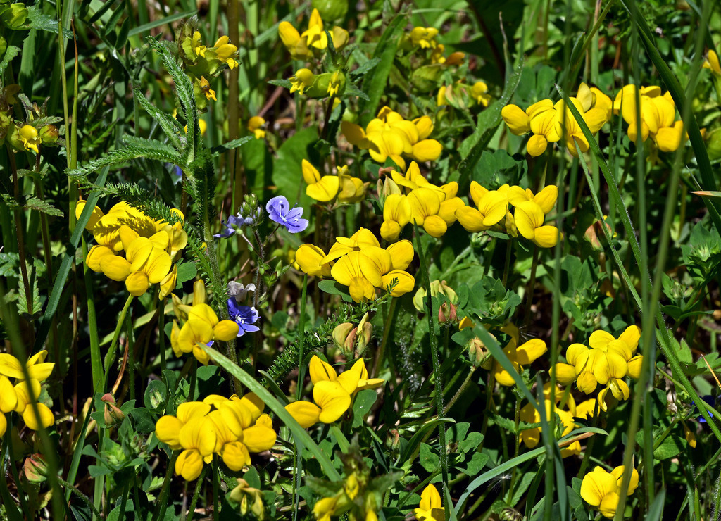 Hornklee01 | lucisnaturbilder - Realisiert mit Pictrs.com