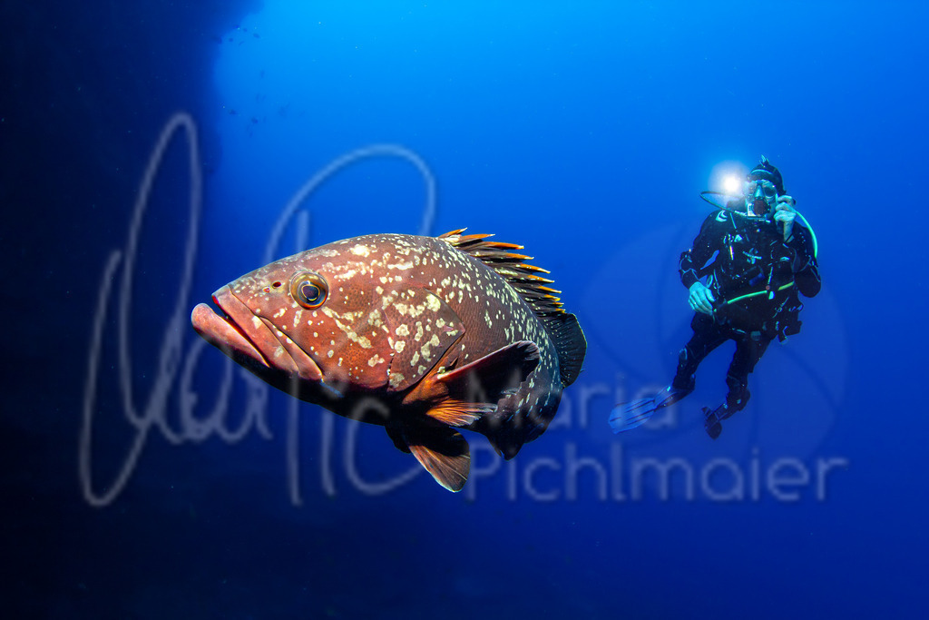 Epinephelus marginatus | DE: Brauner ZackenbarschEN: Dusky grouperES: Mero morenoFR: Mérou noir Model: Thomas Pichlmaier - Realisiert mit Pictrs.com