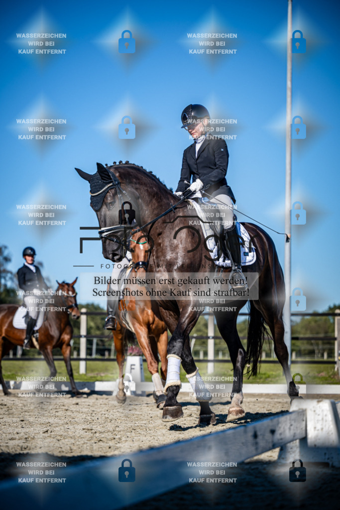 2026-09-Lohne-11-0036 | Entdecke hochwertige Reitturnierfotos von Foto Oger. Professionell, emotional und authentisch – jetzt Lieblingsmomente im Shop bestellen.Deutschlandweite Turnierfotografie. - Realisiert mit Pictrs.com