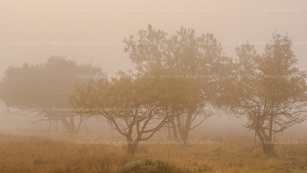 Baumgruppe im Nebel | auf dem Schliffkopf im Schwarzwald - Realisiert mit Pictrs.com