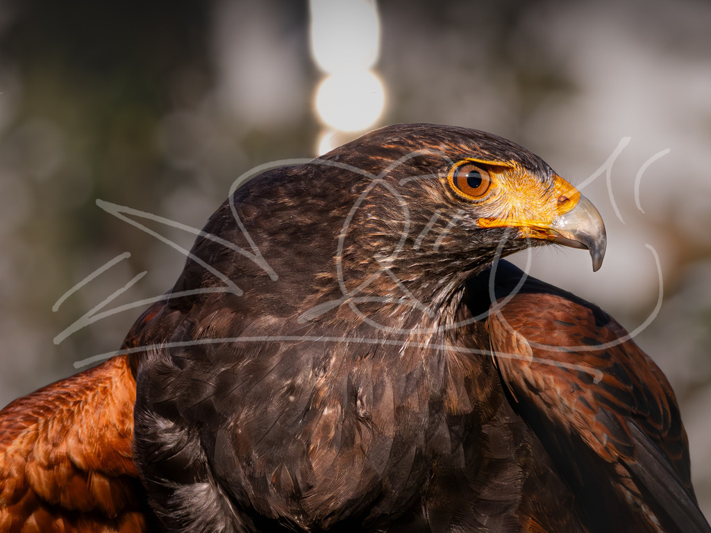 Wüstenbussard | Naturschönheiten aus Deutschland. Pflanzen und Tiere, Insekten und Naturschauspiele. Alle schönen Details, die uns umgeben, fotografiert von Michi Moc.  - Realisiert mit Pictrs.com