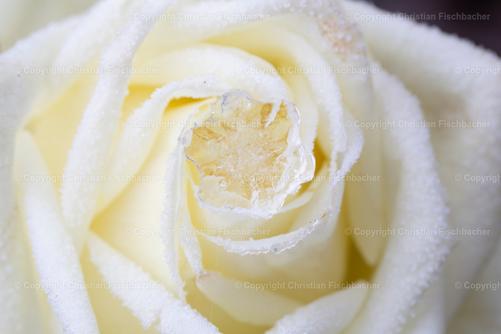 Fotos_Copyright_Chri_Fischbacher_Druck-160 | Bildershop Chri Fischbacher - Realisiert mit Pictrs.com