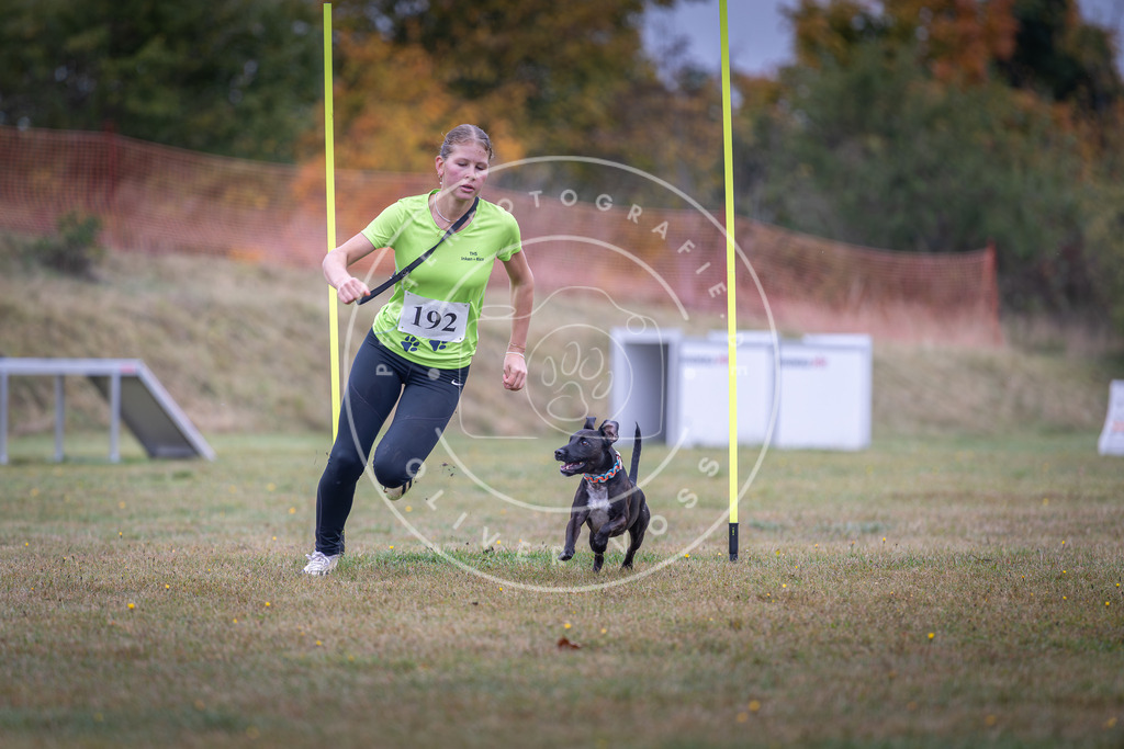 Pfotenfotografie_DV3A0878 | Hundefotografie, Tierfotograf, Pfotenfotografie, Fotoshooting Hund, Hunde Portrait, Hundesport, Hundeportraits, Heideshooting, Hunde, Sportfotograf, Hundefotograf, Turnierhundsport, THS,  - Realisiert mit Pictrs.com