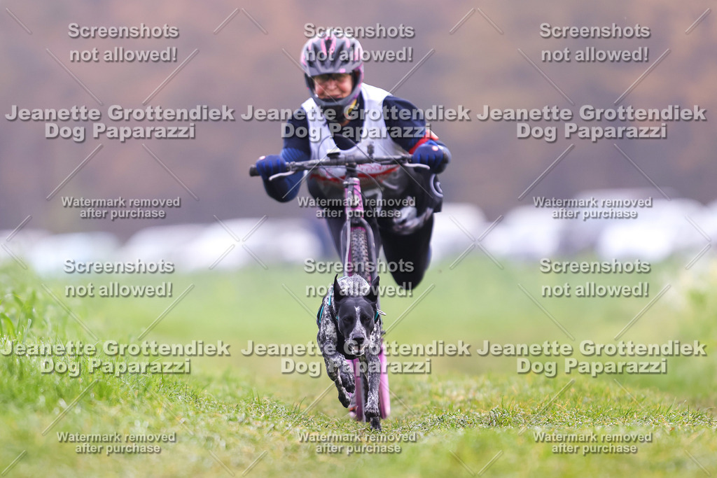 Dog Paparazzi - Visbeck 25 -309 | Dog Paparazzi Jeanette Grottendiek Fotografie & Videografie - Realisiert mit Pictrs.com