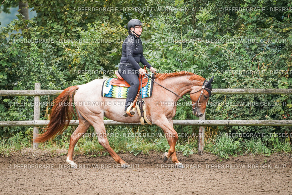 DSC01802 | Pferdegrafie