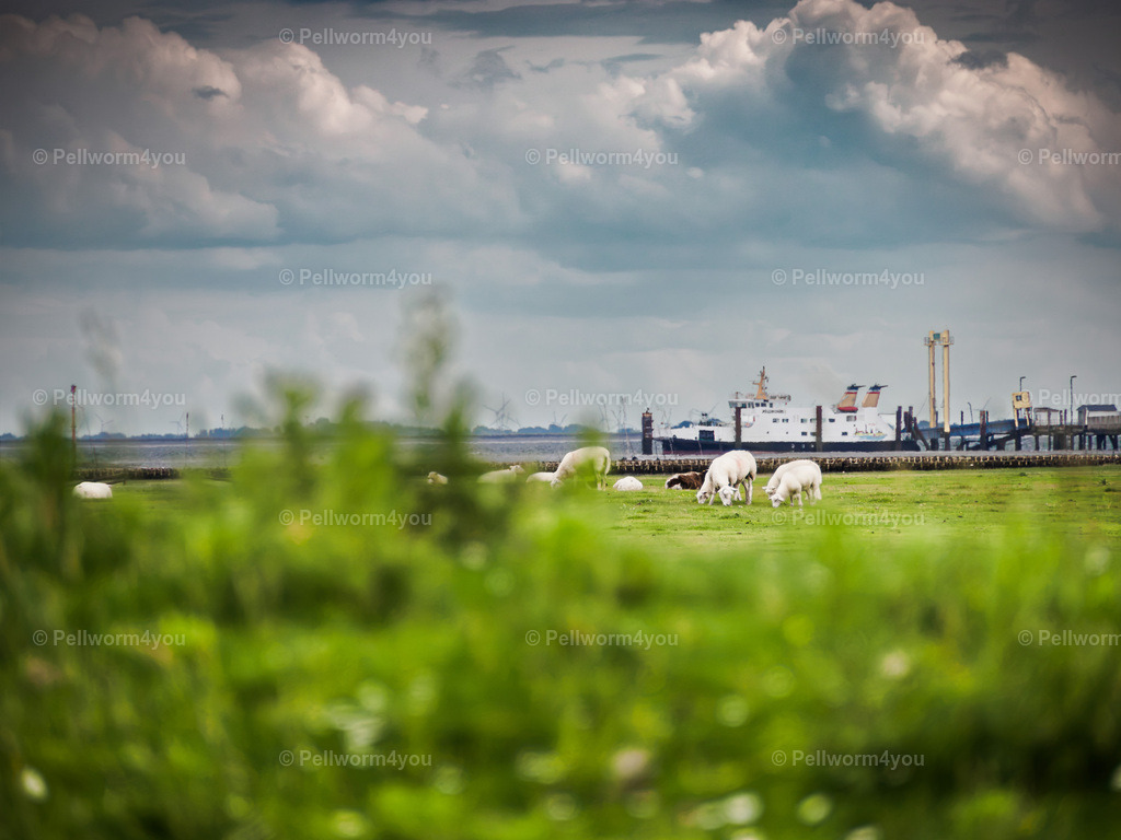 _6160380 | Pellwormer Bilder und Fotos als Poster, auf Leinwand mit Keilrahmen, hinter Acrylglas, auf Alu-Dibond oder Forex-Platte und vieles mehr. Zum verschenken, für die Ferienwohnung oder für zu Hause. - Realisiert mit Pictrs.com