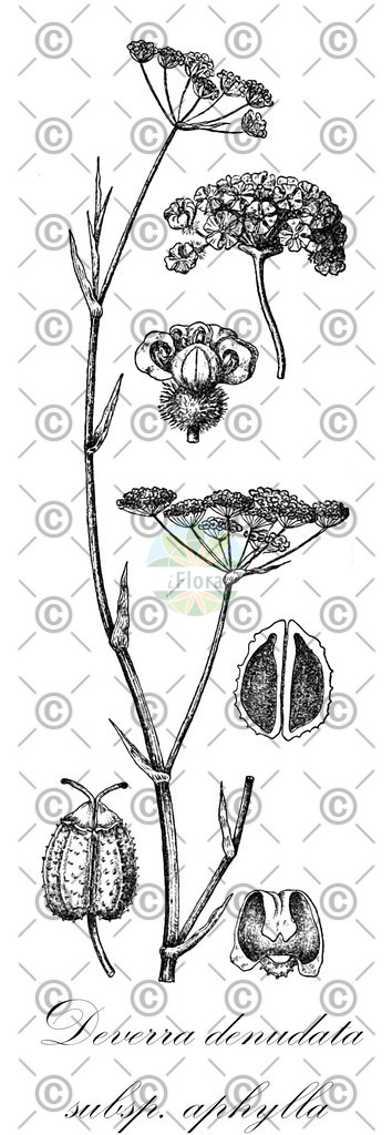 HistAbb_wfo-0000642767_1_ENZY_Simple | Historische Abbildung von Deverra denudata subsp. aphylla - Apiaceae | Historical Illustration of Deverra denudata subsp. aphylla - Apiaceae