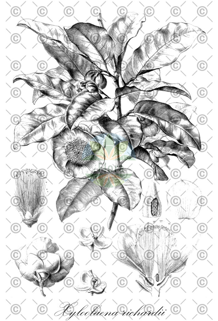 HistAbb_wfo-0001062866_1_ENZY_Simple | Historische Abbildung von Xyloolaena richardii - Sarcolaenaceae | Historical Illustration of Xyloolaena richardii - Sarcolaenaceae
