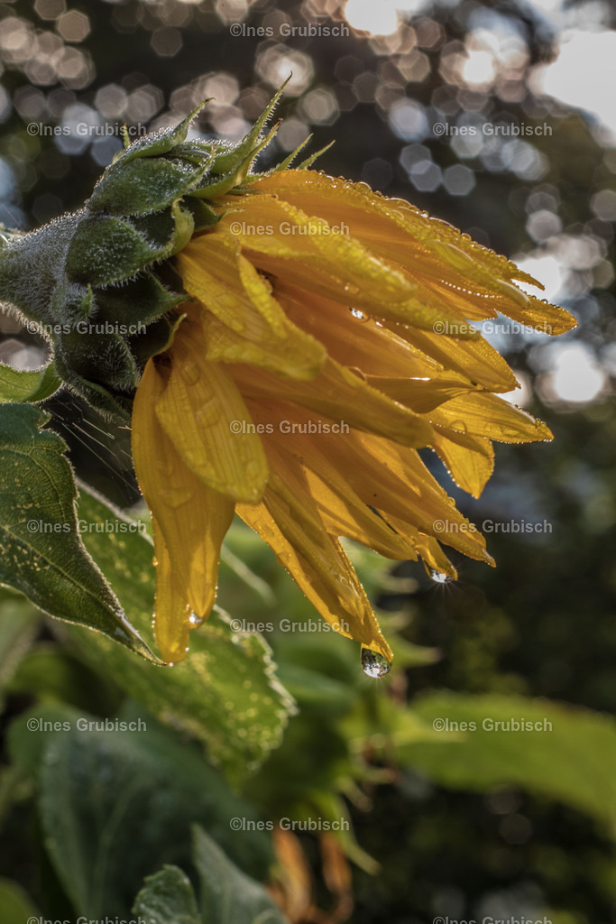 Sonnenblumme nach Regenguss | Lila Lubbenbomm - Artwork by Ines Grubisch - Realisiert mit Pictrs.com