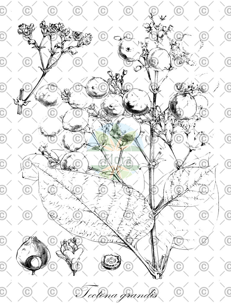 HistAbb_wfo-0001136640_2_ENZY_Simple | Historische Abbildung von Tectona grandis - Lamiaceae (Echter Teakbaum;Echter Teakholzbaum) | Historical Illustration of Tectona grandis - Lamiaceae