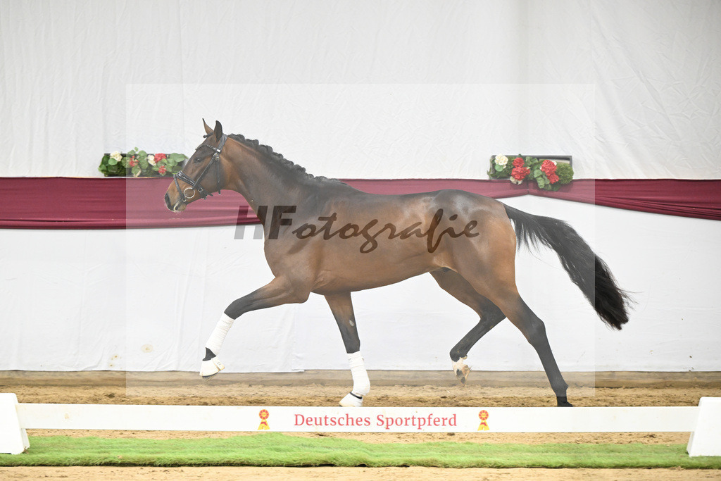 Kat-Nr. 125 Dynamic Dream x Benicio_Horst Schepper_47253730 | hf-fotografie - Realisiert mit Pictrs.com