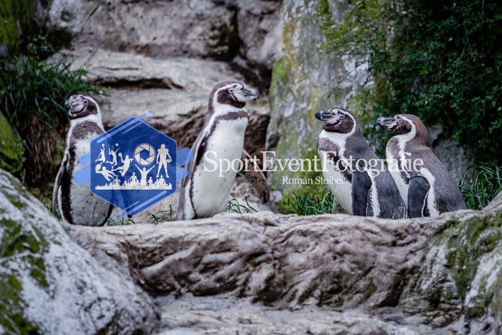 IMG_6505 | SportEventFotografie - Roman Stoiber