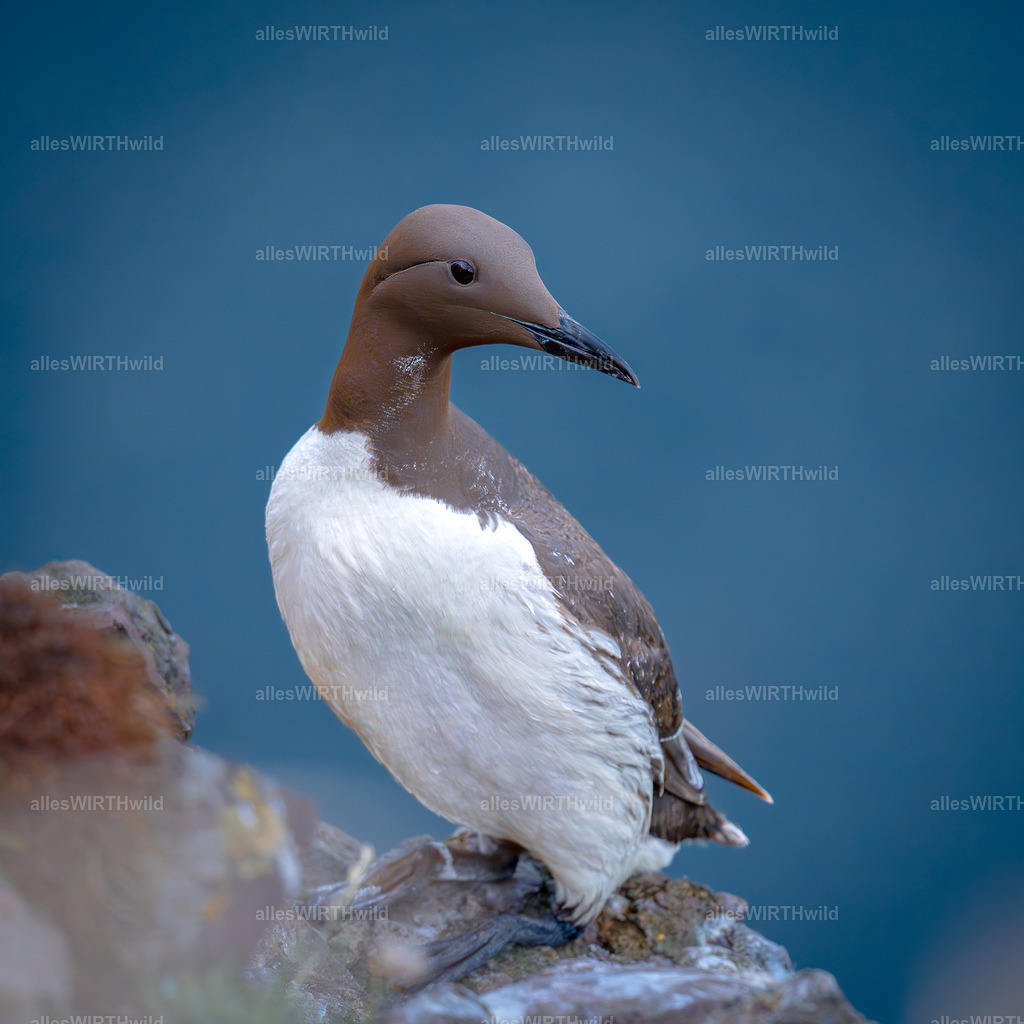 Daniel Wirth - www.allesWIRTHwild.de -7IV03334 | Entdecke die faszinierende Welt der Natur- und Wildlife-Fotografie von Daniel und Bärbel. Inspirierende Bilder von wilden Tieren und kleinen Naturwundern.