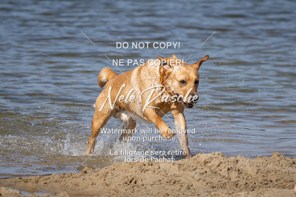 nelerasche_saBeachility_60 | nelerasche